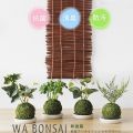 Wa Bonsai・和盆栽 消臭アーティフィシャルグリーン 苔玉タイプ